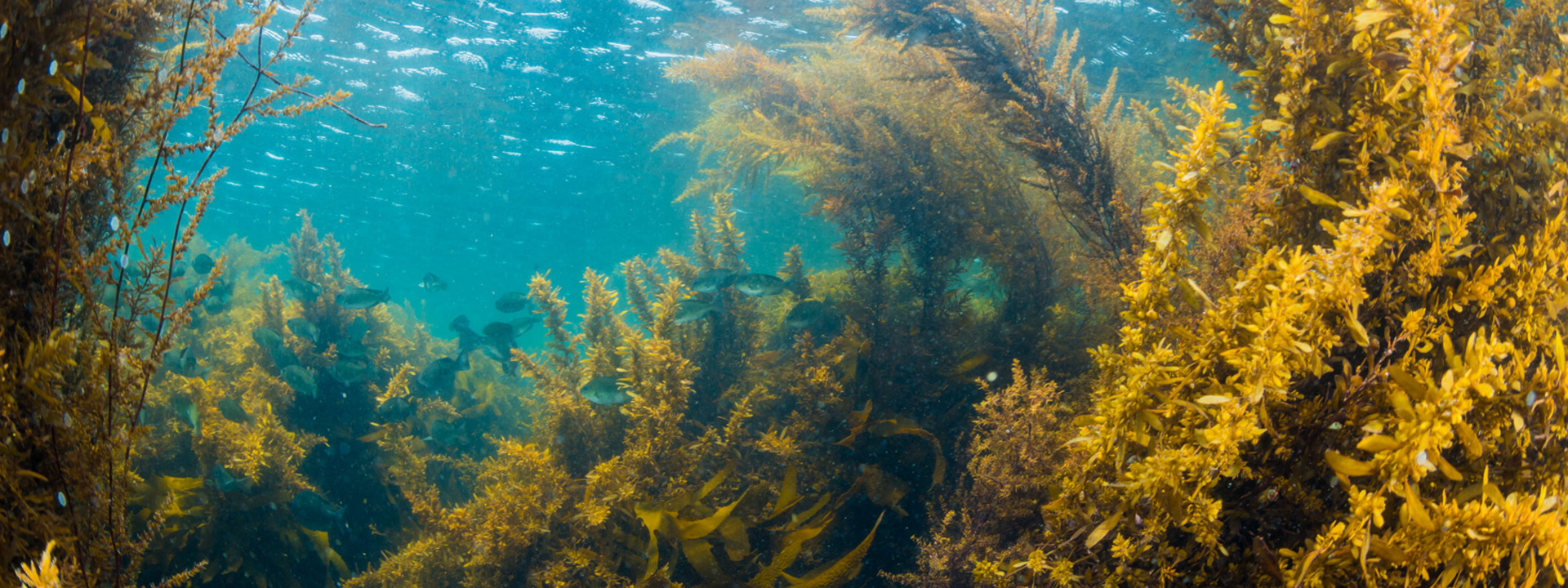 Descubriendo los secretos del océano: 10 datos fascinantes sobre la hierba marina