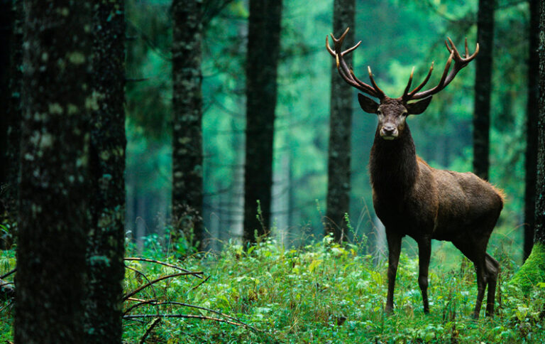 Las Metas de Aichi - SOS PLANETA