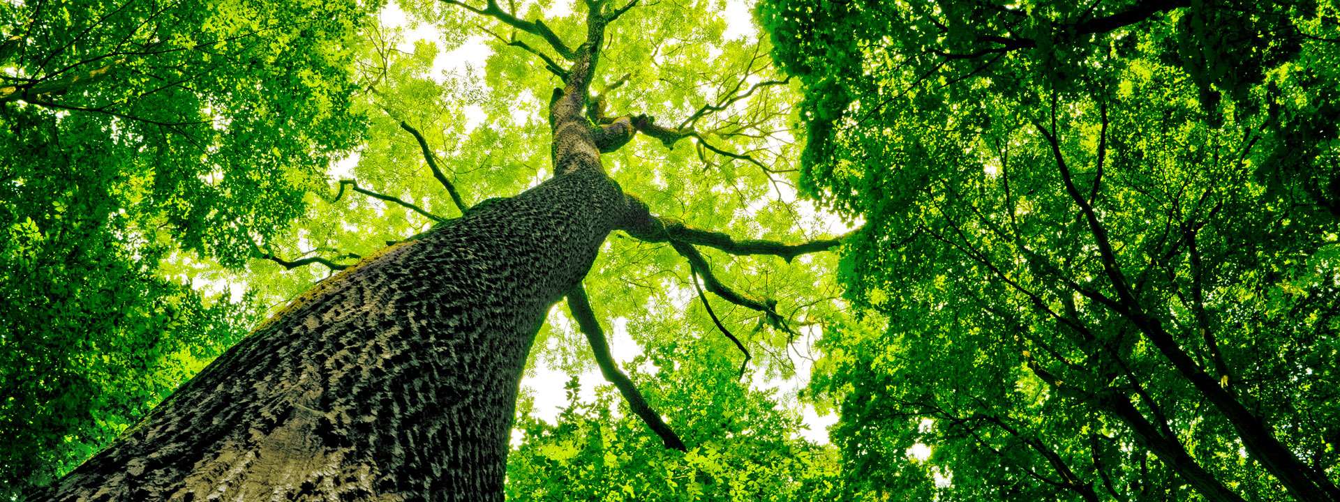 Promoviendo la salud y vitalidad de los árboles