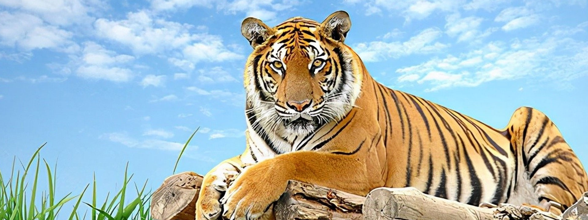 ¿De donde proviene el tigre de bengala?