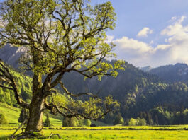 Especies de arboles en peligro de extincion estrategias para su preservacion