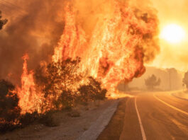 Más allá de la ceniza: La historia de un país que se levanta tras los incendios
