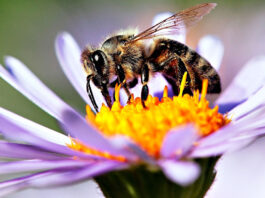 La silenciosa crisis de las abejas silvestres: más de 100 especies en riesgo