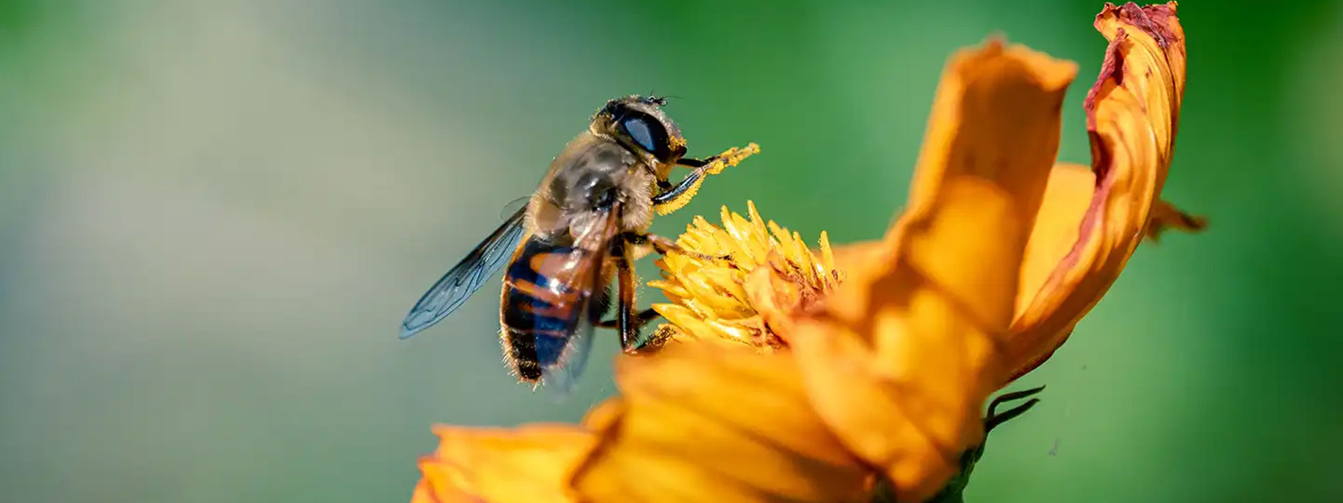 ¿Por qué importan las abejas silvestres?
