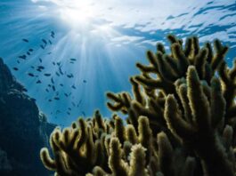 El océano en peligro: solo el 16 % de su riqueza está protegido