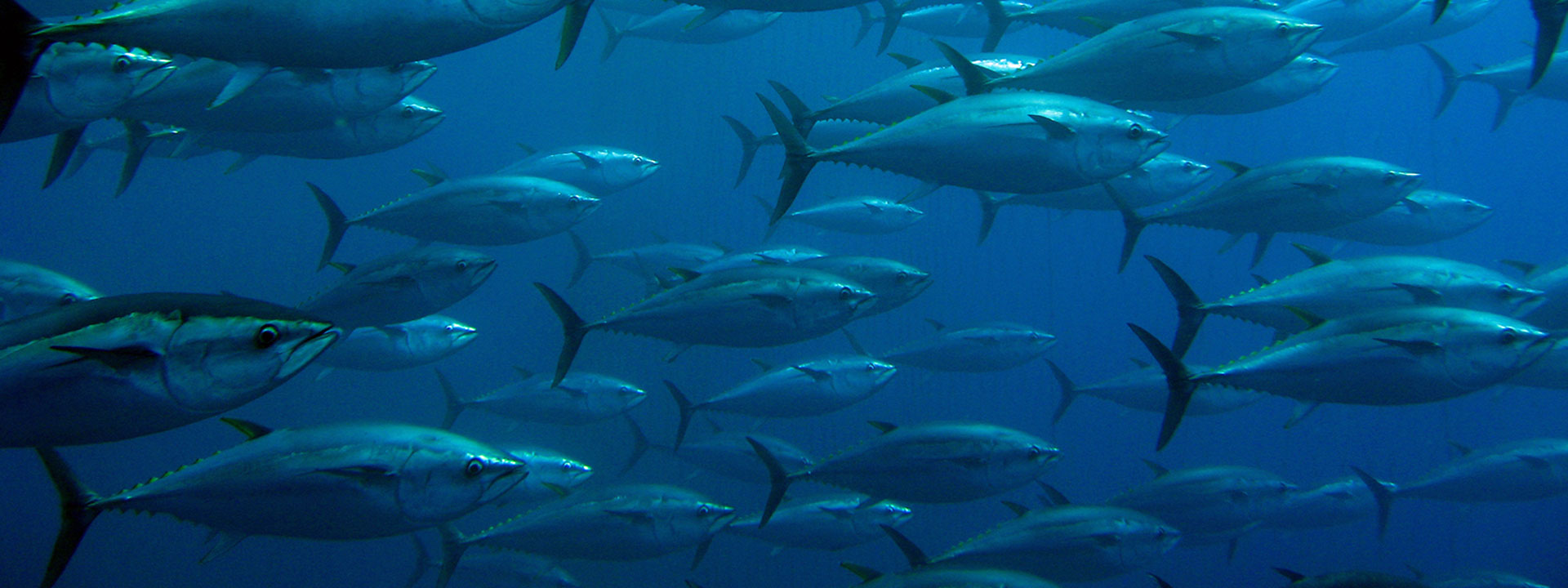 Impactos directos sobre especies, ecosistemas y procesos oceánicos