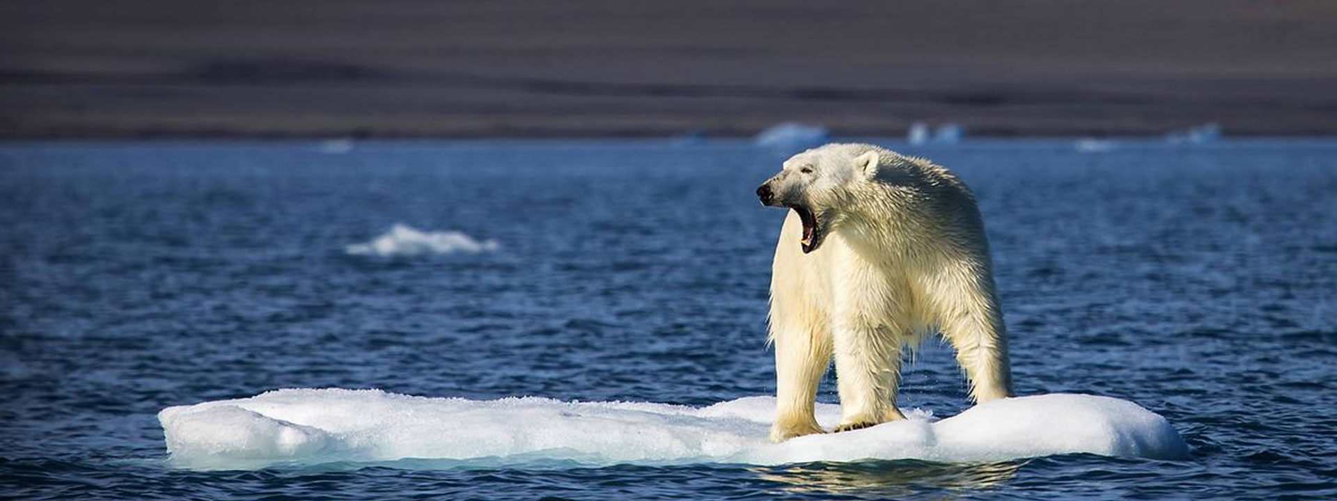 Qué se necesita para revertir la situación: estrategias de conservación y política oceánica