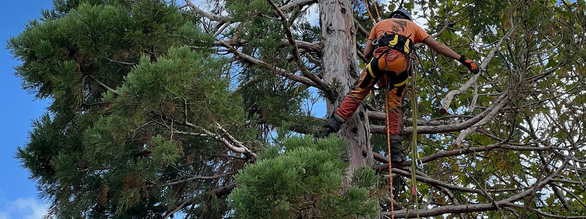 por qué la poda técnica es el seguro de vida de tu jardín en la sierra