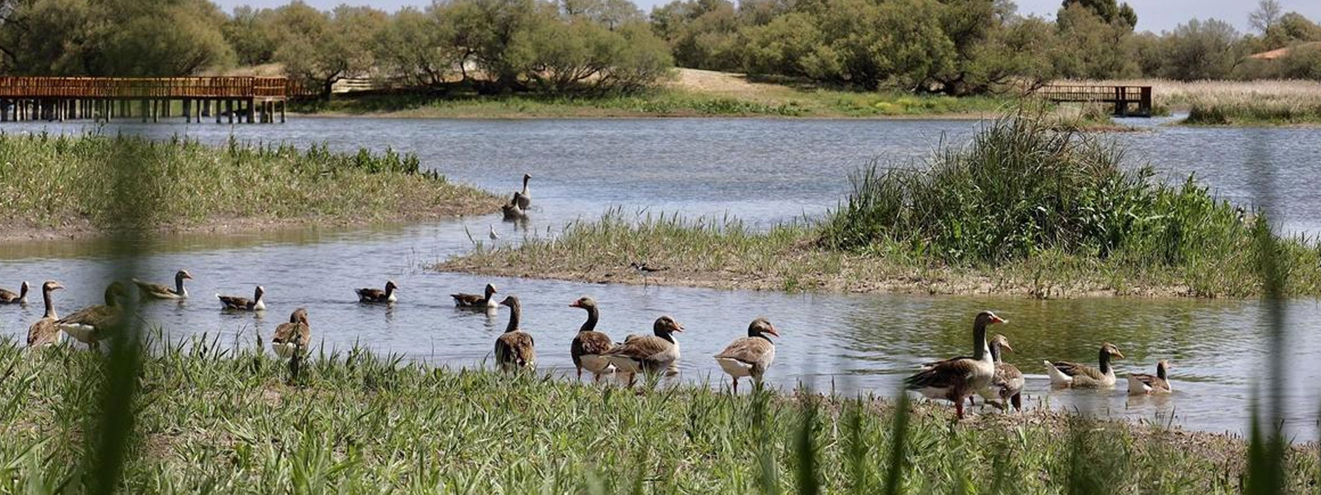 Tablas de Daimiel Tablas de Daimiel